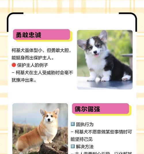 如何选购适合自己的柯基犬（以特征为主，让你轻松选购合适的宠物）