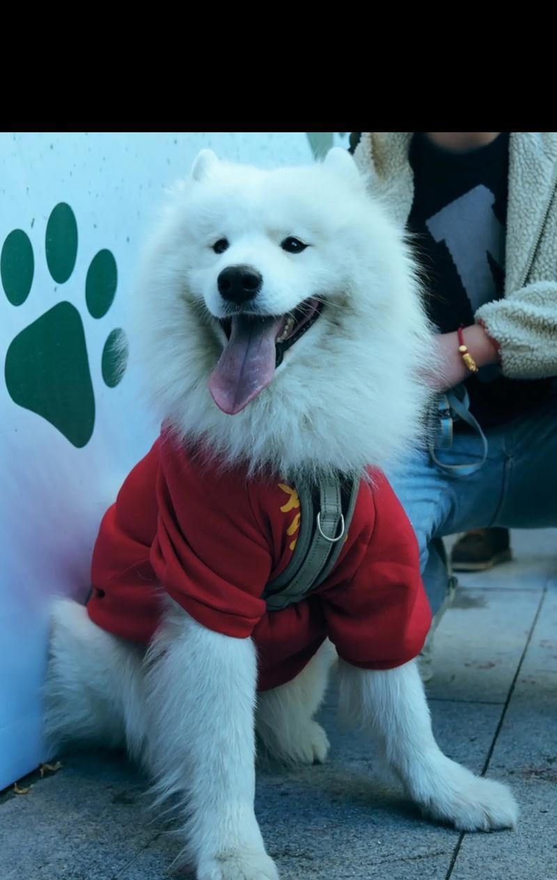 萌萌哒的萨摩耶，这些你知道吗？（以宠物为主，介绍萨摩耶的种类与特点）