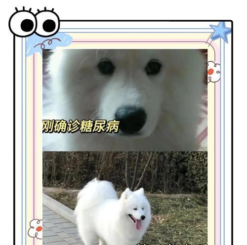 以萨摩耶生病吃什么？（详解萨摩耶生病期间的饮食安排。）