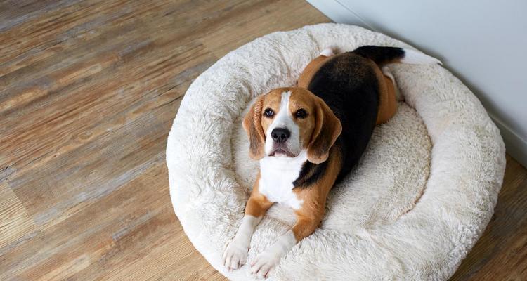 比格犬衰老的特征与护理（照顾你的比格犬，从衰老开始；老年比格犬的健康护理）