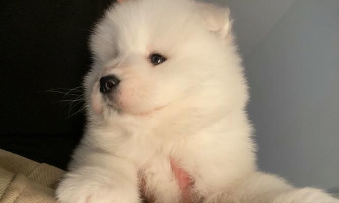 萨摩耶流鼻涕的治疗方法（宠物主人必读的流鼻涕治疗指南）