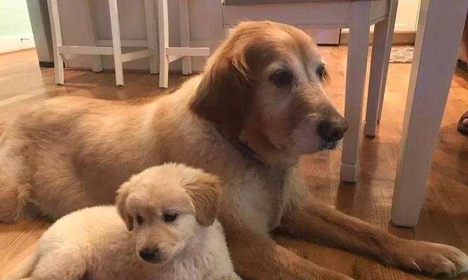 爱护金毛犬，让它成为最棒的宠物（以金毛犬怎么样为例，了解宠物养护知识）