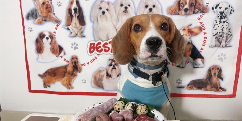 如何帮助肥胖的比格犬恢复健康？（营养控制和运动是关键，注意防止反弹）