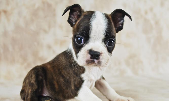波士顿梗犬的完美饲养方法（做个优秀的波士顿梗犬主人，从这里开始！）