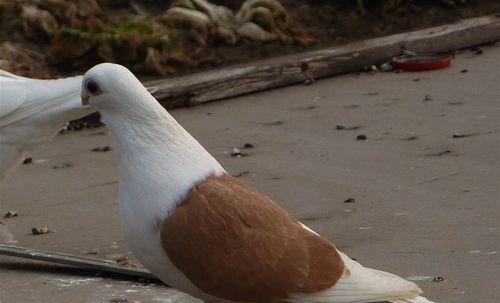 详解东方淑女鸽的饲养方法（从基础知识到进阶技巧，助你成为养殖高手）