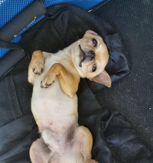 合理饮食训练，让吉娃娃健康成长（用餐规律培养习惯，科学搭配营养）