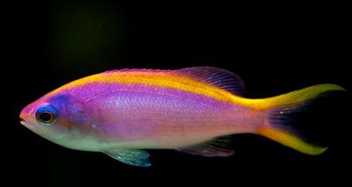 卡氏田鼠的饲养方法（了解卡氏田鼠，做好饲养工作）