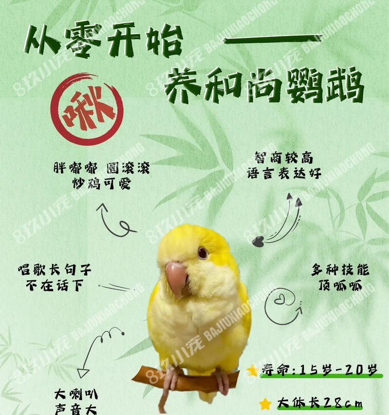 摩鹿加凤头鹦鹉的饲养方法详解（以健康饲养为关键，打造舒适家园）