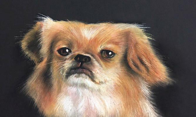 京巴狗的饲养方法（养狗新手必读，了解京巴狗全方位饲养技巧）