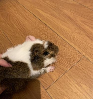 涂金缎毛天竺鼠饲养全攻略（从栖息环境到营养需求，打造健康快乐的宠物天竺鼠）