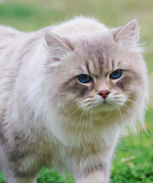 西伯利亚森林猫的饲养方法（打造健康快乐的家庭宠物）