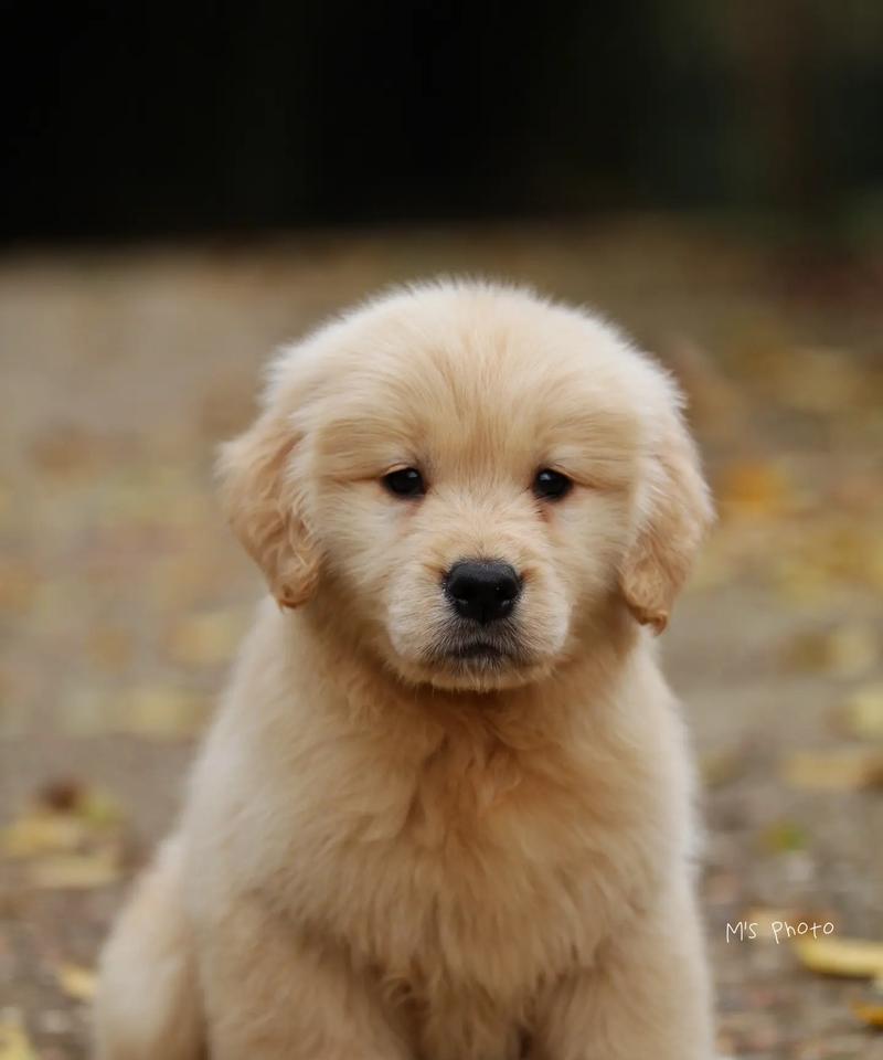 了解金毛犬（透视金毛犬的品种特征与培养方法）