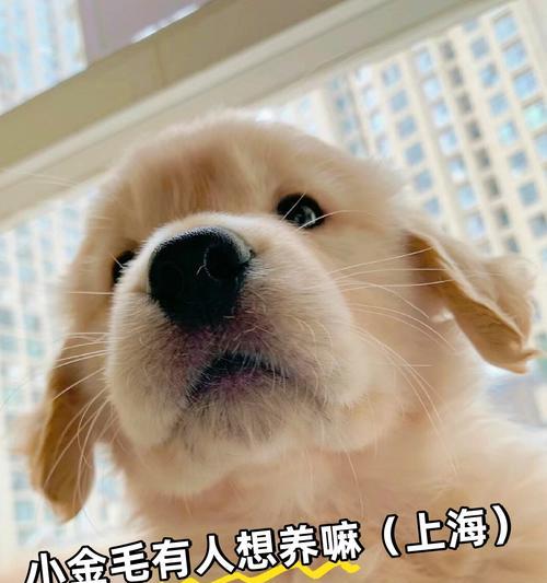 选择金毛犬（权衡选择，为你的宠物做出明智决定）