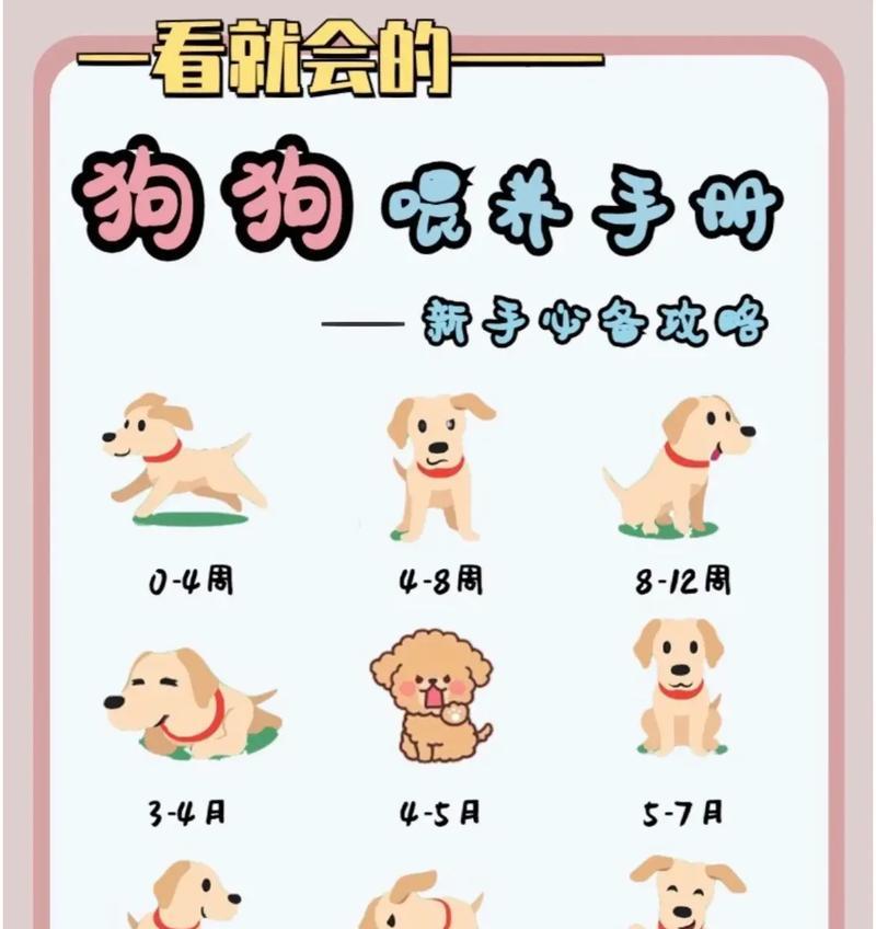 如何正确喂养金毛犬的狗粮（关注金毛犬的饮食健康，让狗粮成为其营养的主要来源）