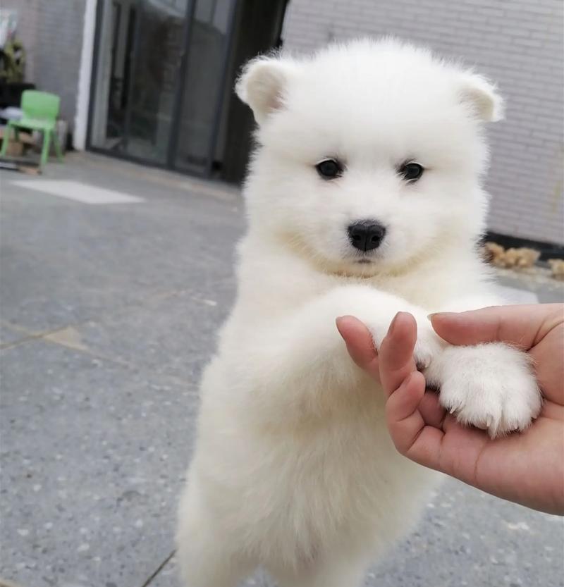 为你的萨摩耶推荐六种有益的食物（让你的萨摩耶健康成长，饮食从此不用愁！）