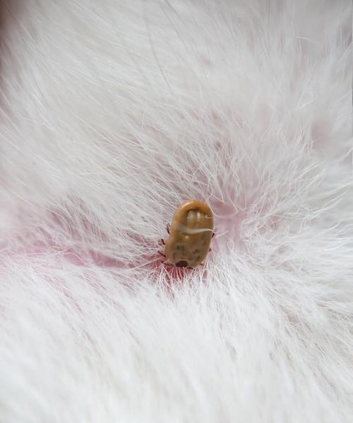 金毛犬张螨虫该如何处理？（了解金毛犬张螨虫症状与治疗方法，守护宠物健康。）