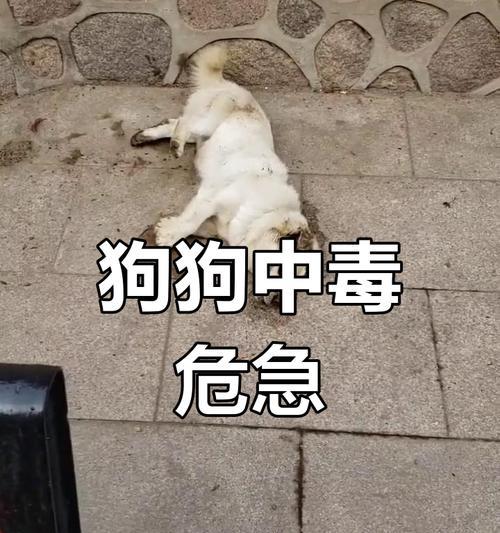 狗狗中暑致命，我们需要了解的关键信息（保护宠物免遭中暑，给狗狗降温的正确方式）