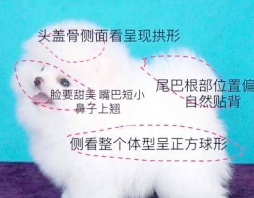 英系与美系比格犬的区别与特点（英系与美系比格犬的外貌、性格和用途）