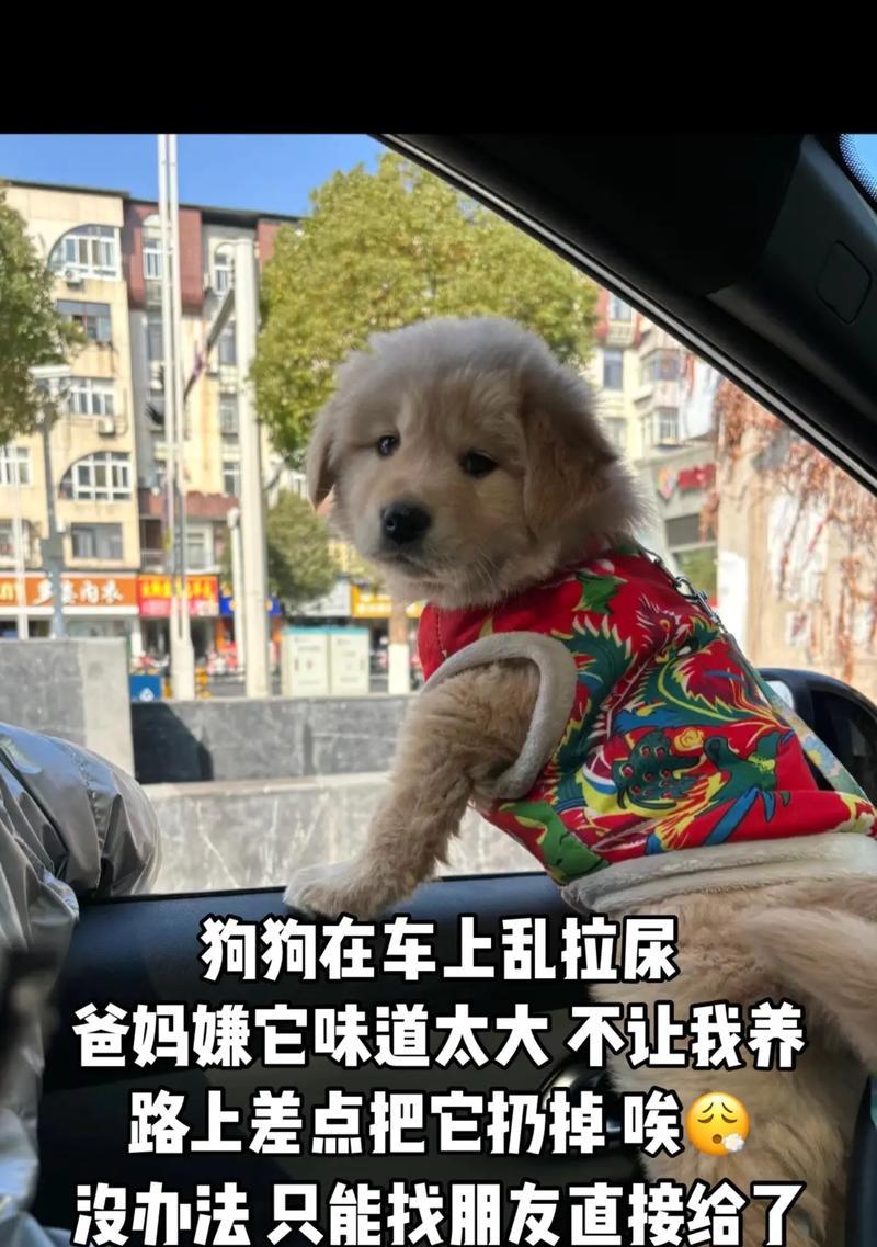 狗狗为何突然乱撒尿（探索狗狗突然乱撒尿的原因及解决办法）