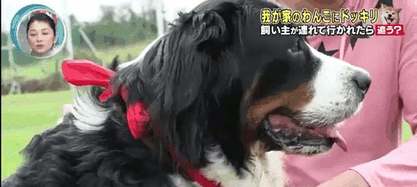 当狗狗总追着主人的脚步不放（与忠诚的伴侣之间永不停歇的纽带）