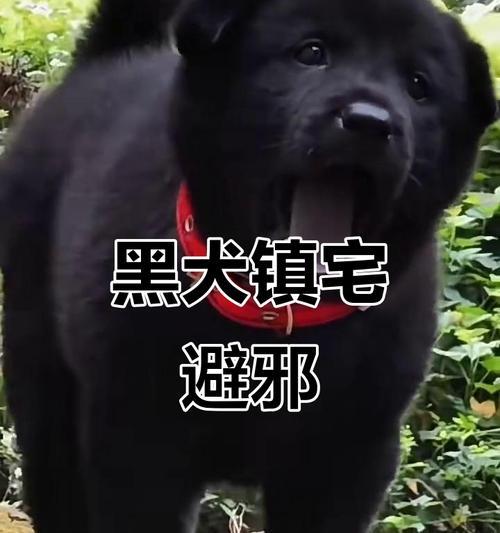 黑白相间的狗狗（柯基犬——个性与外貌的完美融合）