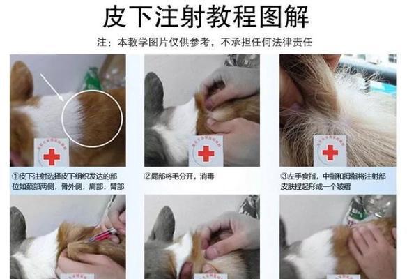 狗狗的健康问题解析（探讨是否可以直接给狗狗打七联疫苗）