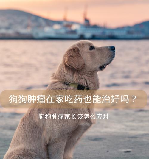 狗狗吃了芦荟会怎么样？（了解芦荟对狗狗的影响及处理方法）