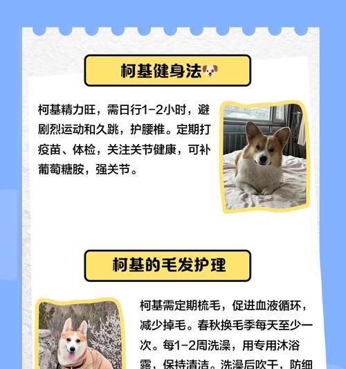 柯基犬的月度养护指南（详细介绍柯基犬一个月的养护）