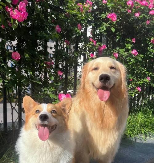 金毛犬为何会学狼叫？（探究金毛犬学习狼叫的原因及意义）