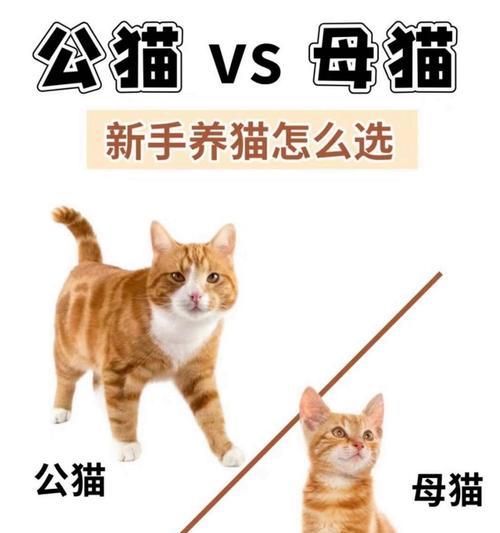 如何分辨两个月大的小猫的公母？（掌握关键技巧，轻松识别小猫性别）