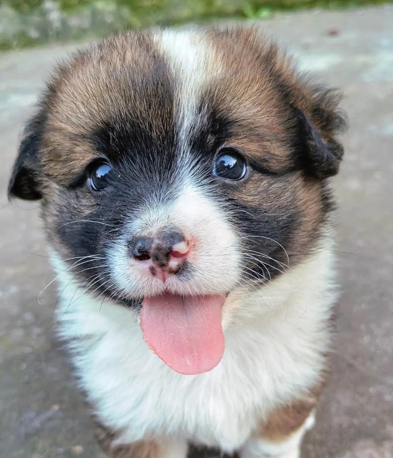 选择适合你的小型犬宠物（以最推荐养的小型犬为主题的全面指南）