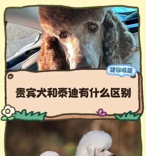 选购泰迪注意事项（选择泰迪宠物要注意哪些特征？如何识别不合格的泰迪？）