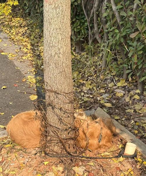 金毛四肢无力，如何应对？（帮助金毛恢复四肢力量的有效方法）