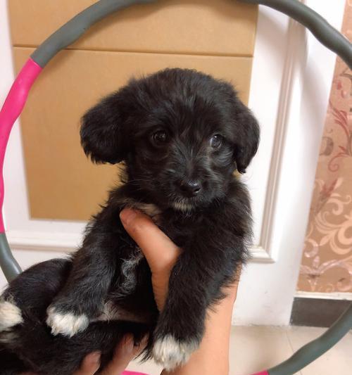 纯种泰迪必备的四个特点你了解吗？（为避免购买到串串犬，必须知道这四个特点！）