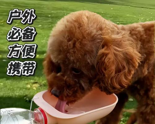 狗狗夜间过度饮水的原因与解决办法（揭秘狗狗夜间过度饮水的四大原因及应对之策）