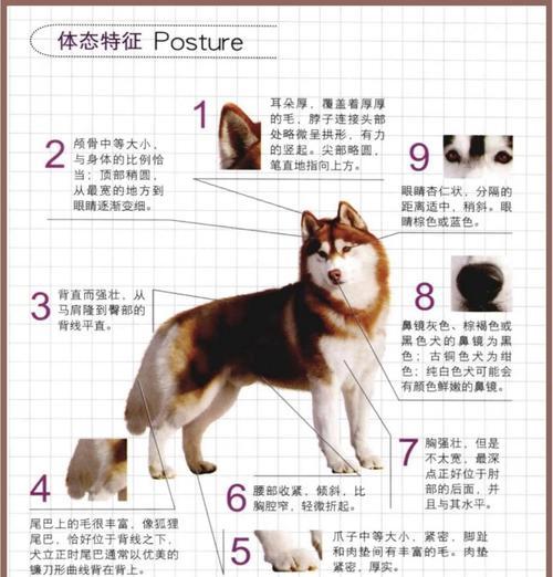 揭秘哈士奇为何如此瘦（探究哈士奇瘦身原因，解开你的疑惑）