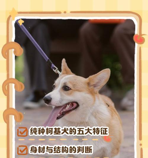 柯基犬（揭秘柯基犬饲养的困难与挑战）