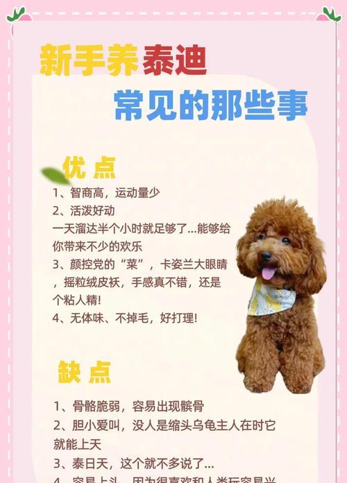 如何解决泰迪鼻梁毛稀疏问题（泰迪鼻梁毛少的原因及有效解决方法）