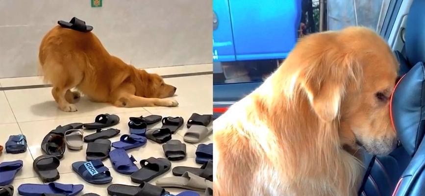 金毛的错误行为该如何惩罚（教育金毛不犯错的方法）