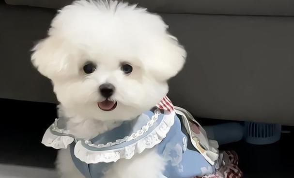 女生养什么狗狗?(选择适合女生养的狗狗,)