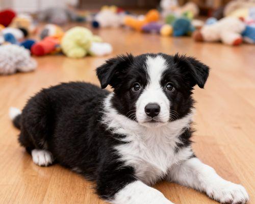 女生养什么狗狗?(选择适合女生养的狗狗,)