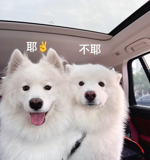如何判断萨摩耶的品质好不好？（了解关键指标，选择优质宠物伙伴）