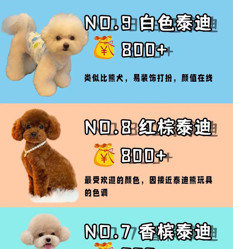 新手养泰迪的注意事项（了解泰迪的缺点与接受程度）