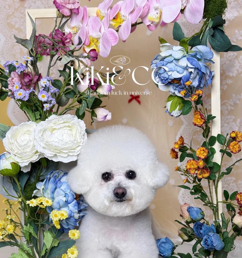 比熊犬和贵宾犬的关系（探索比熊犬是否属于贵宾犬家族）