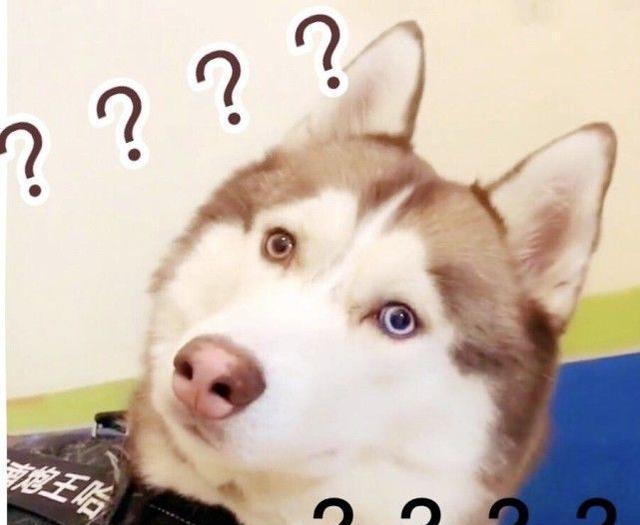 哈士奇独特的魅力（探索哈士奇的神秘个性与美丽外貌）