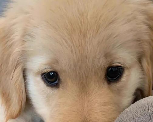 与金伴的两个月（探索金毛世界，感受纯真友谊）