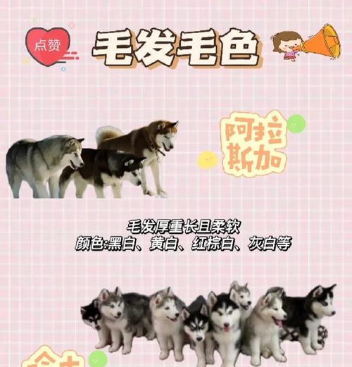 哈士奇（哈士奇的感情世界与主人的深厚情谊）