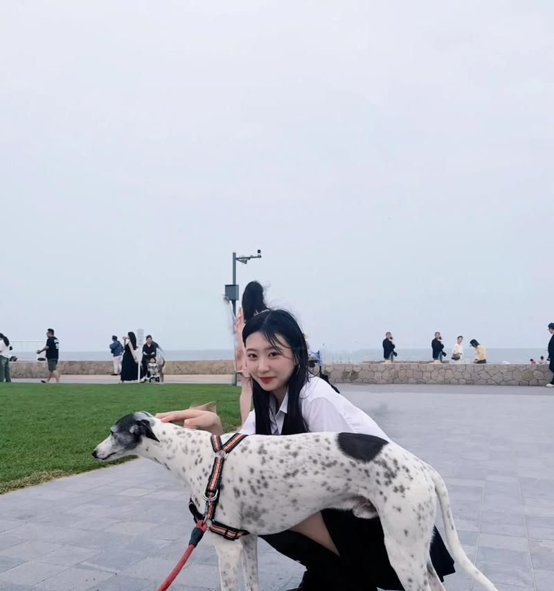 训练你的格力犬成为抓兔子的高手（掌握关键技巧，让你的狗狗成为兔子追踪专家）