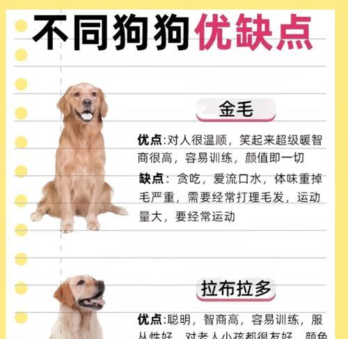 金毛的合理饮食规划（如何控制金毛的食量，让它健康成长）