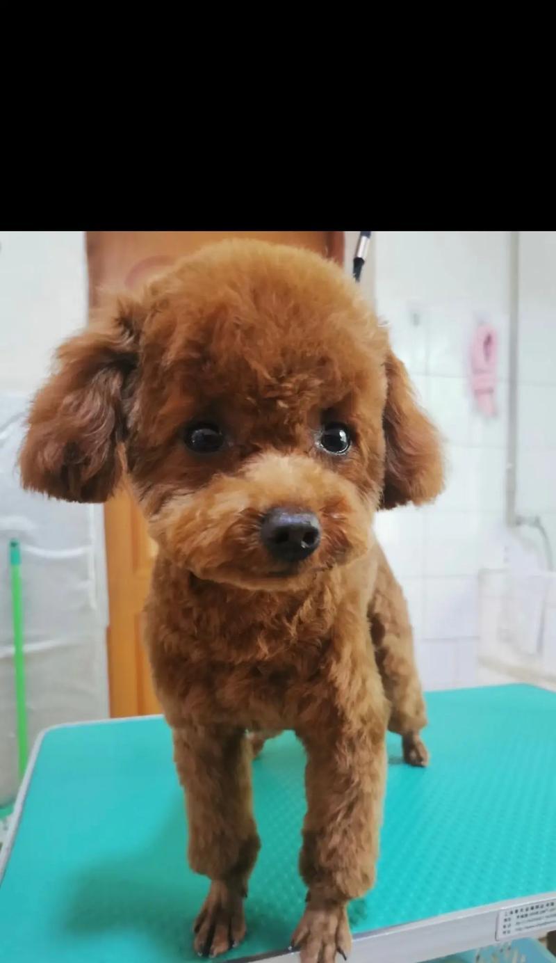 如何让泰迪狗长出漂亮的毛发（培养泰迪狗毛发美容的关键）